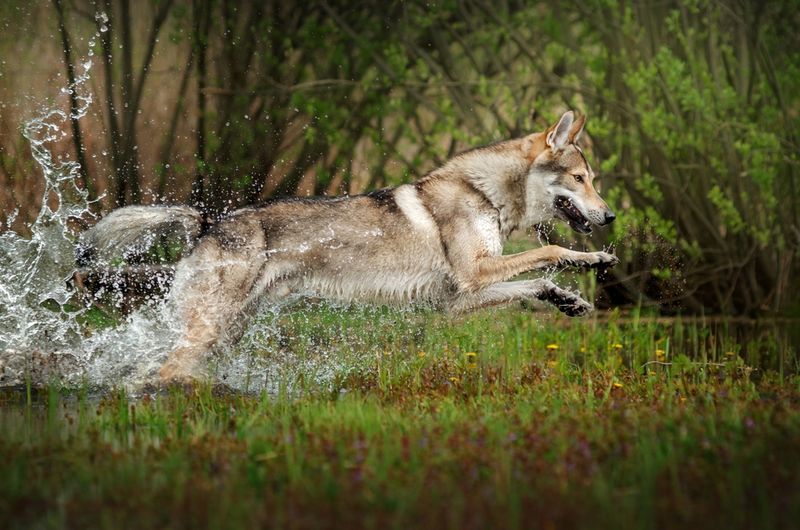 Czechoslovakian Wolfdog