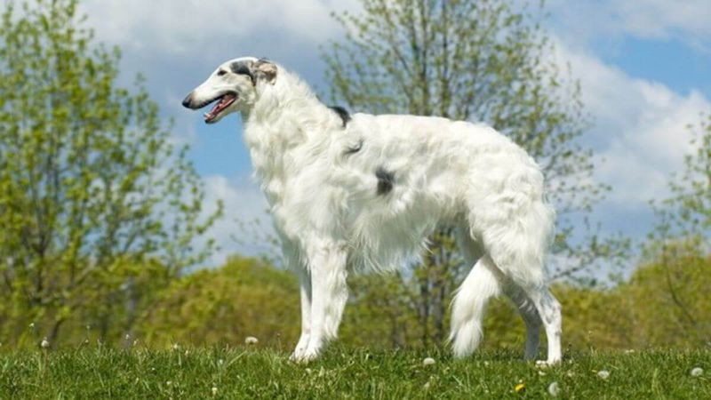 Borzoi
