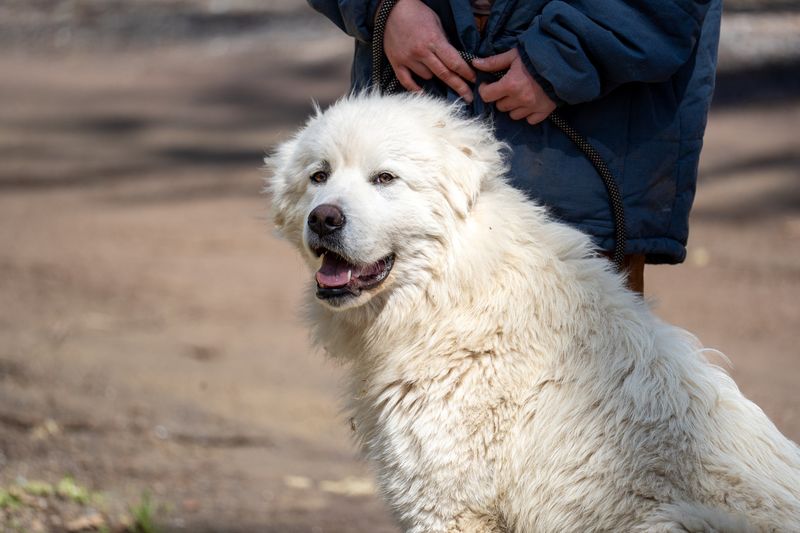 Great Pyrenees