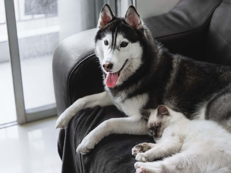 Siberian Husky