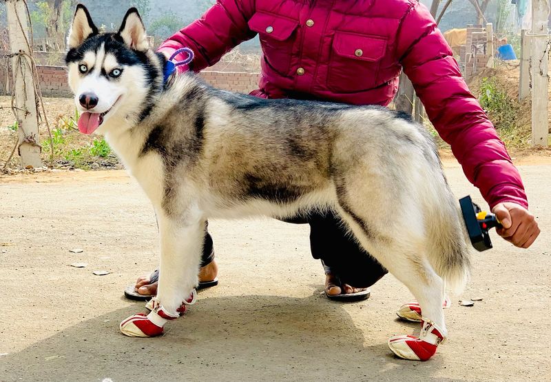 Siberian Husky