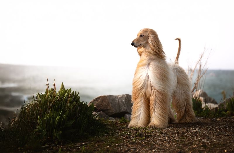 Afghan Hound