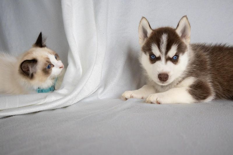 Siberian Husky
