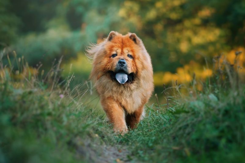 Chow Chow