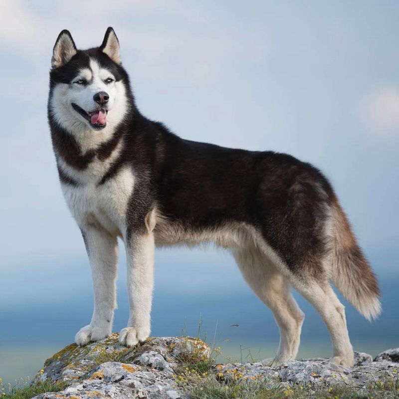Siberian Husky