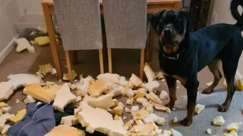Rottweiler