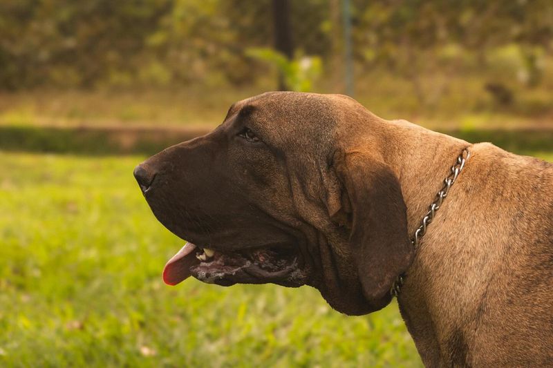 Fila Brasileiro