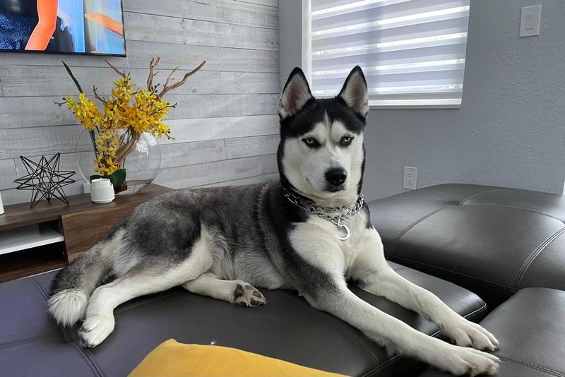 Siberian Husky
