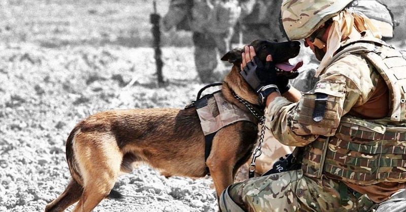 Belgian Malinois