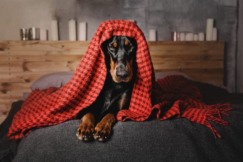 Doberman Pinscher
