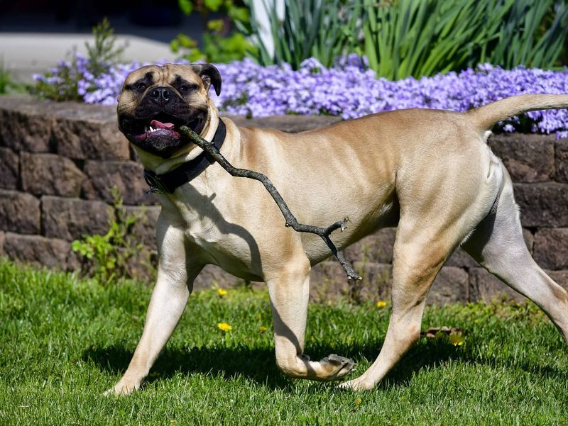 Bullmastiff