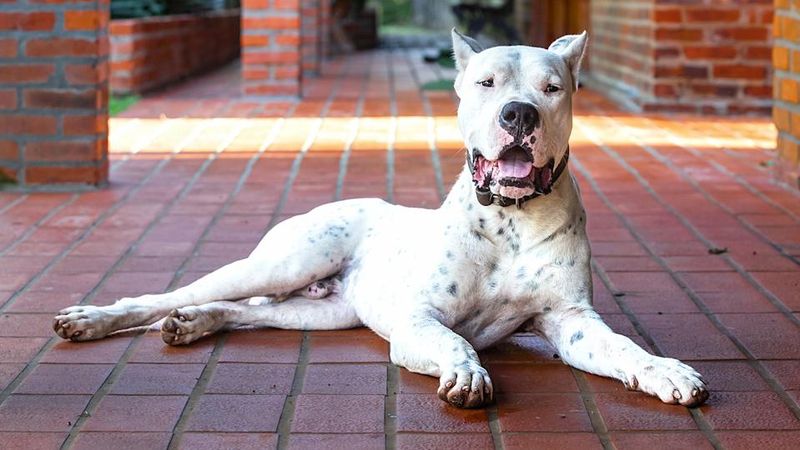 Dogo Argentino