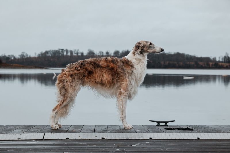 Borzoi