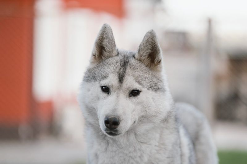 Siberian Husky