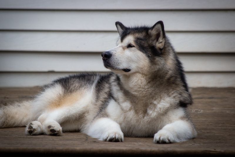 Alaskan Malamute