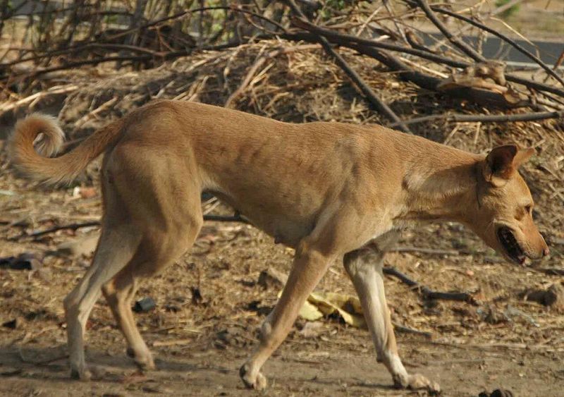 Canaan Dog