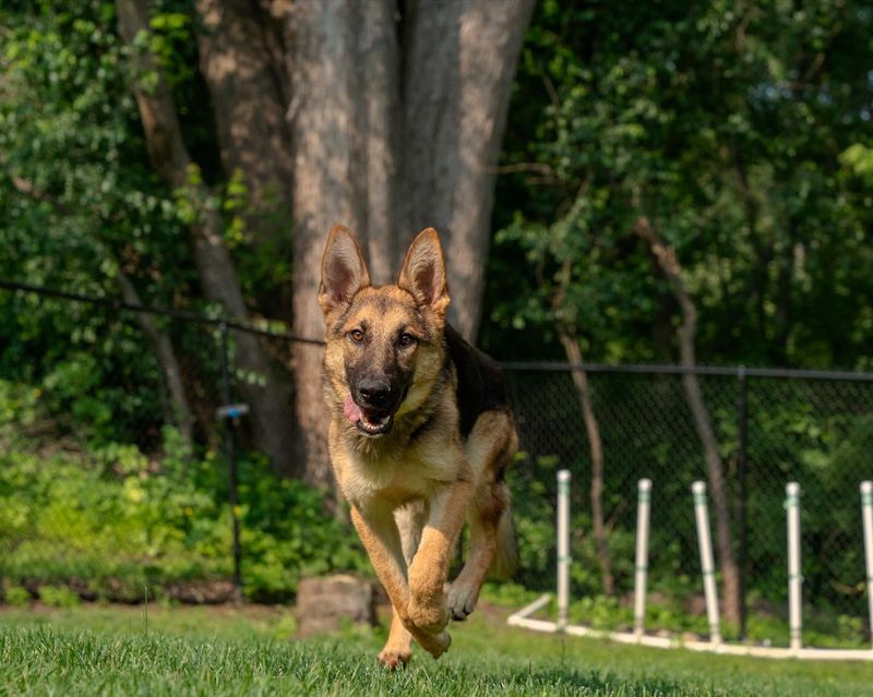 German Shepherd