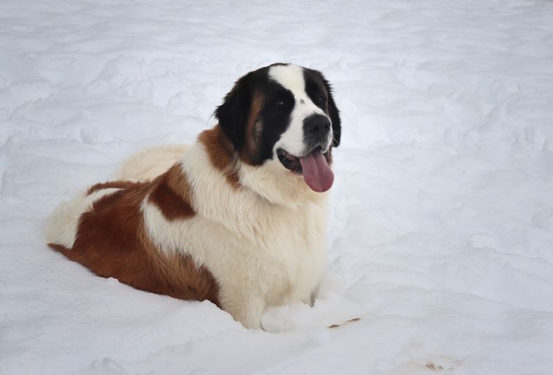 Saint Bernard
