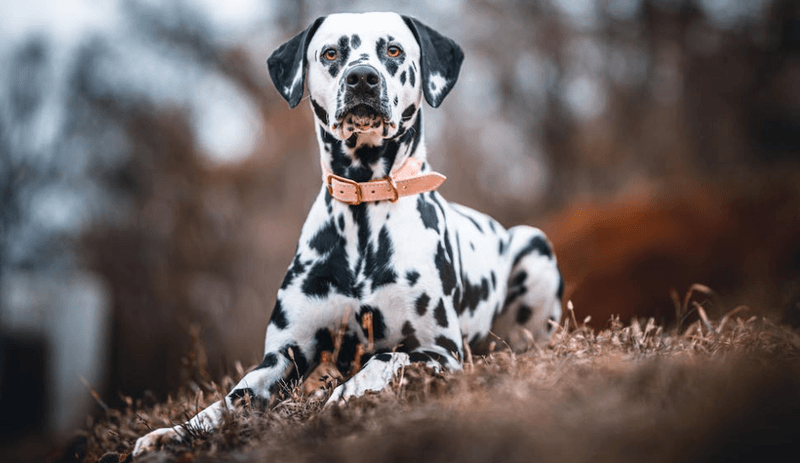 Dalmatian