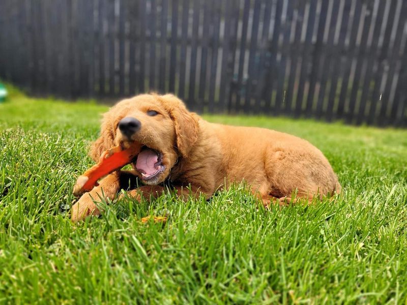 Sweet Potatoes