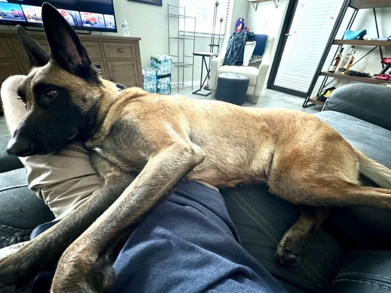 Affectionate Companion