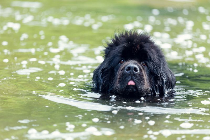Rescue in Water