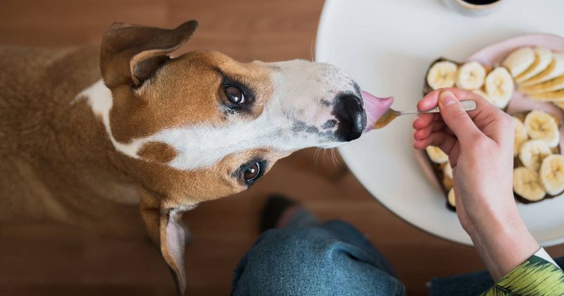 Dogs Can't Eat Human Food