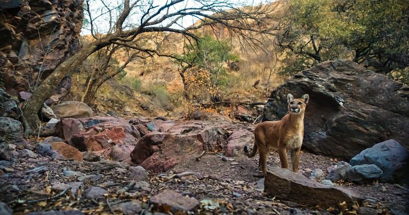 Mountain Lions