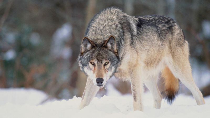 Wolves