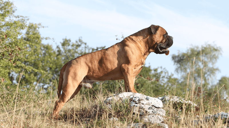 Bullmastiff