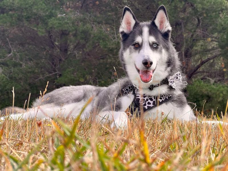 Siberian Husky