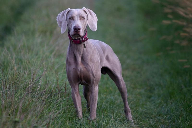 Weimaraner