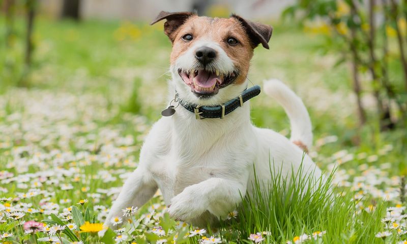 Jack Russell Terrier