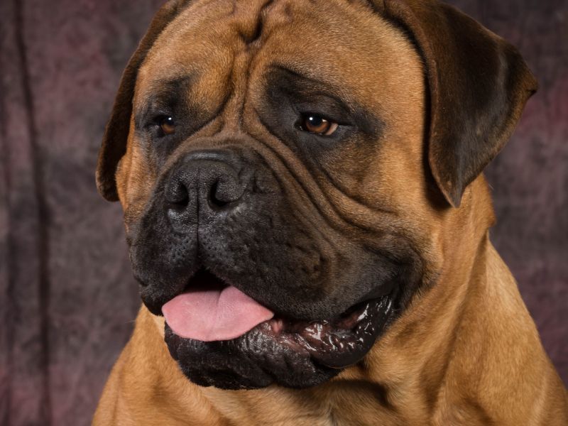 Bullmastiff