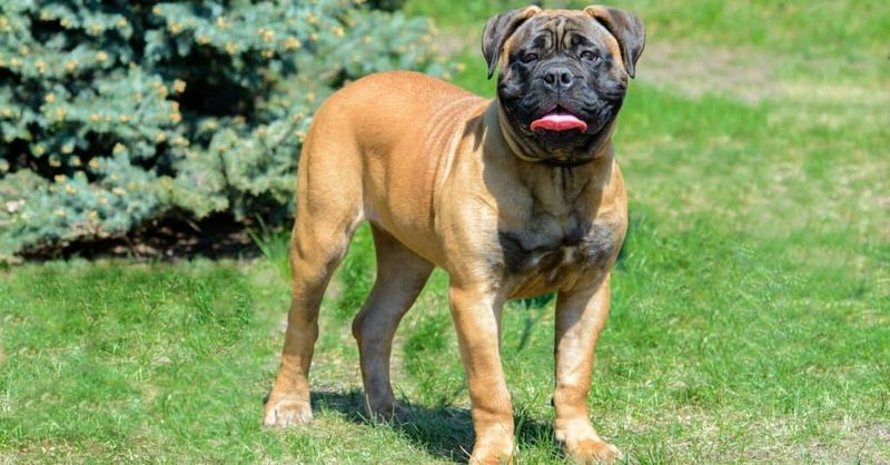Bullmastiff