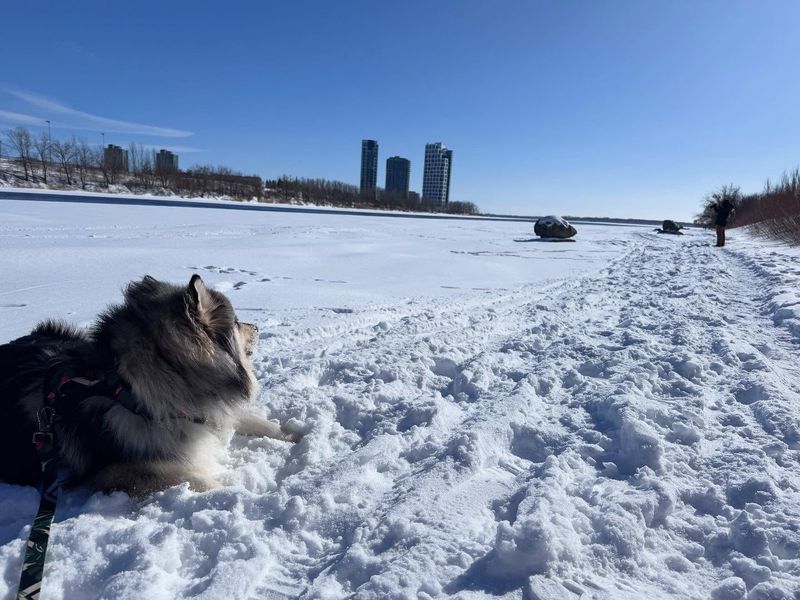 Finnish Lapphund
