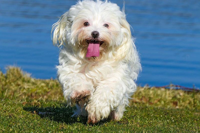 Havanese