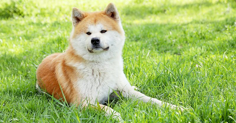Akita Inu