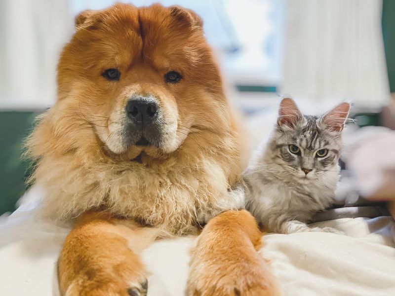 Chow Chow