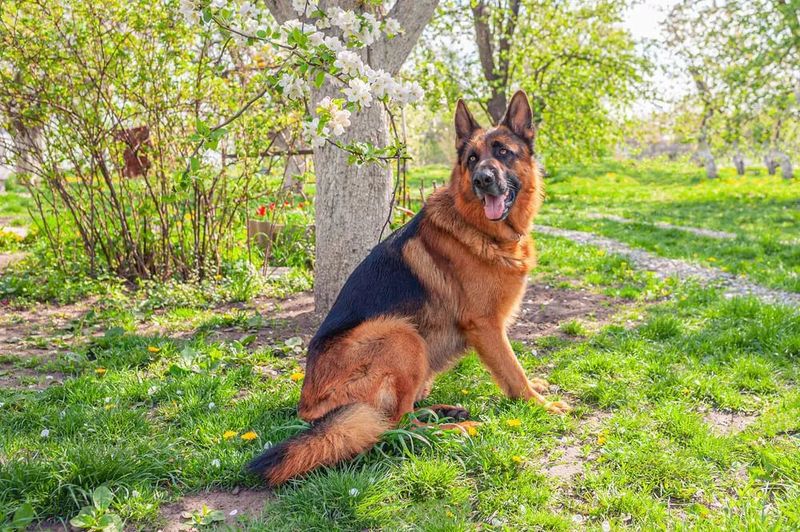 West German Show Line German Shepherd