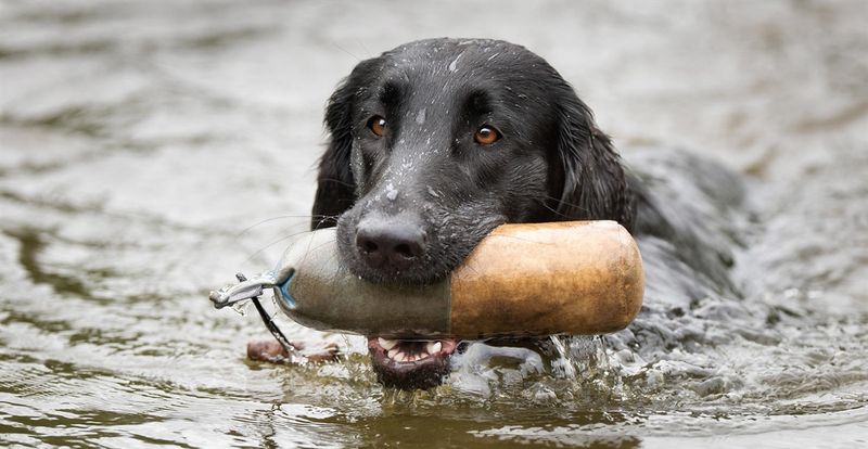 Flat-Coated Retriever