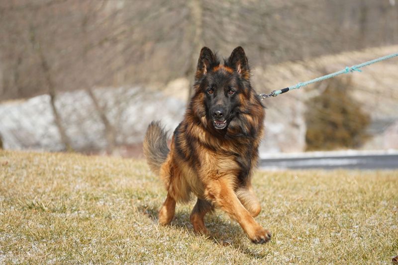 Long-Haired German Shepherd