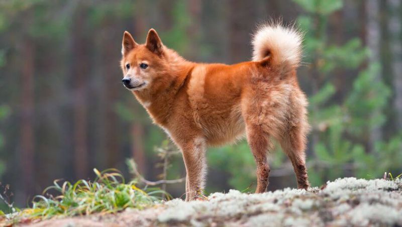 Finnish Spitz