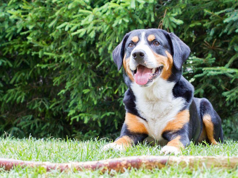 Appenzeller Sennenhund
