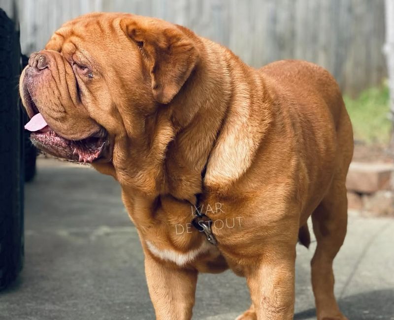 Dogue de Bordeaux