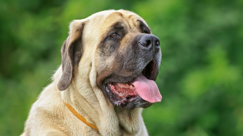 Mastiff