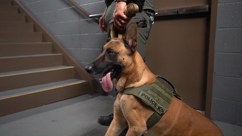 Belgian Malinois
