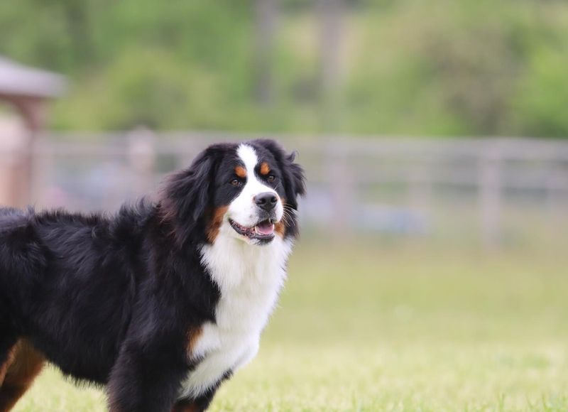 Bernese Mountain Dog