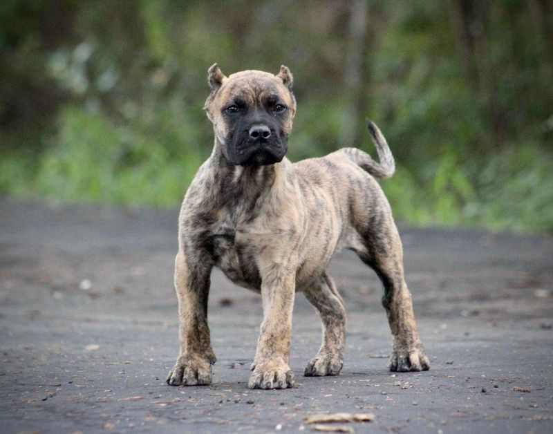 Presa Canario