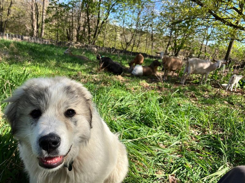 Great Pyrenees